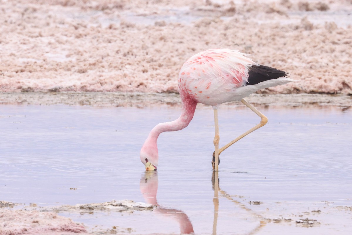 Andean Flamingo - Allison Miller