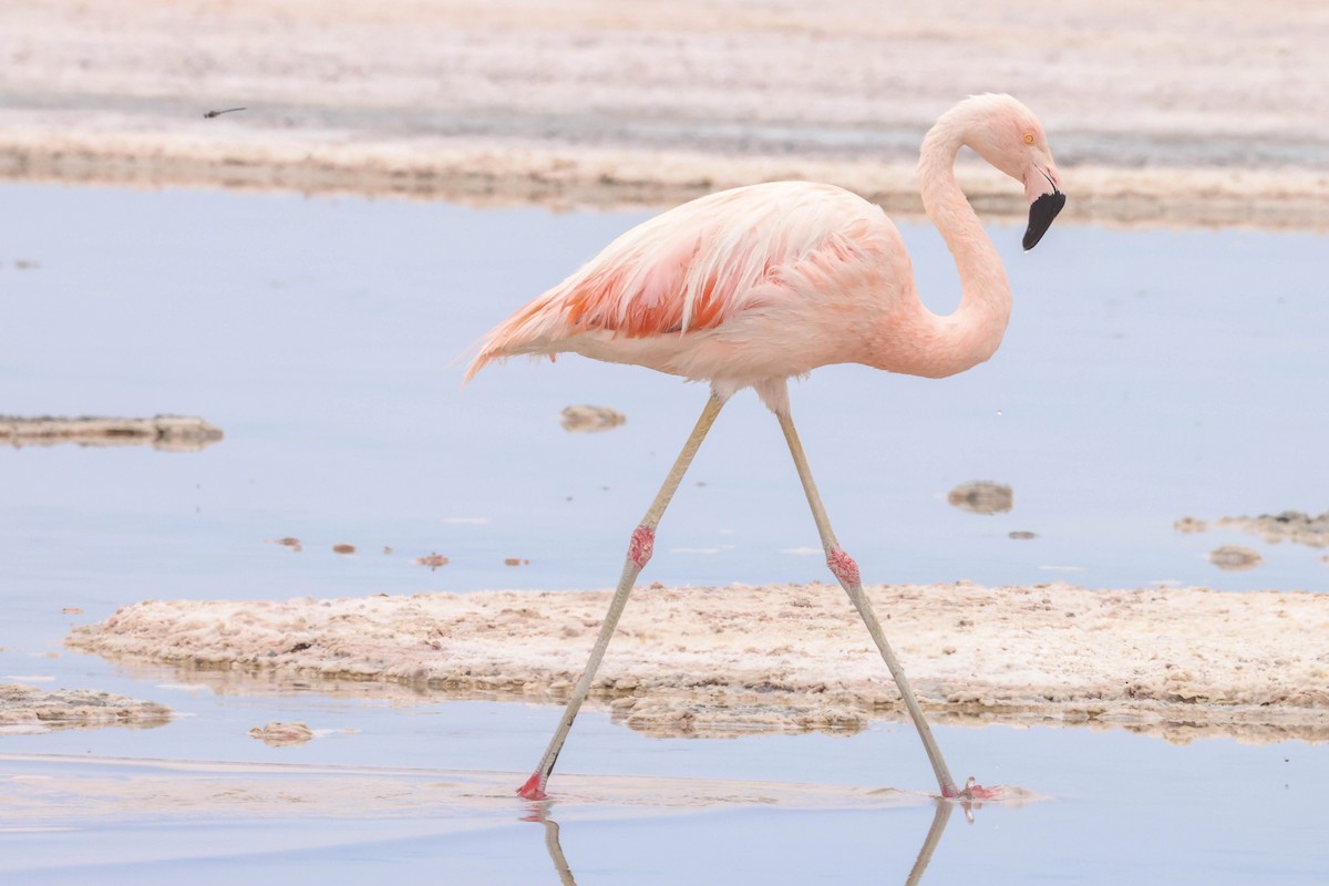 Chilean Flamingo - ML518629571