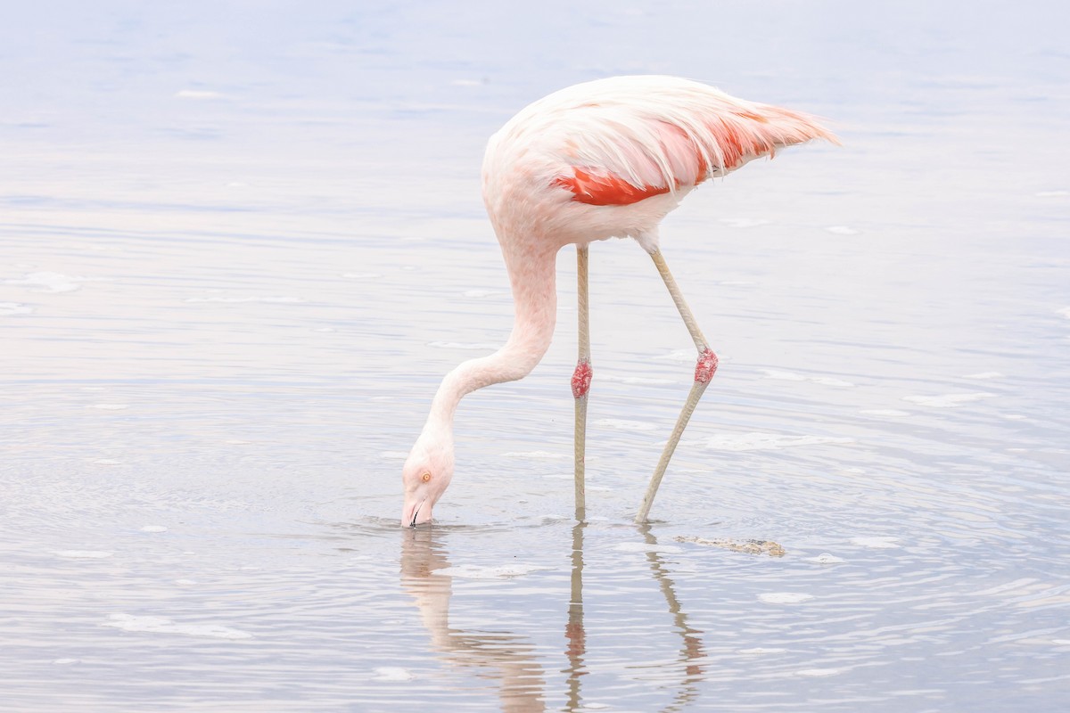 Chilean Flamingo - Allison Miller