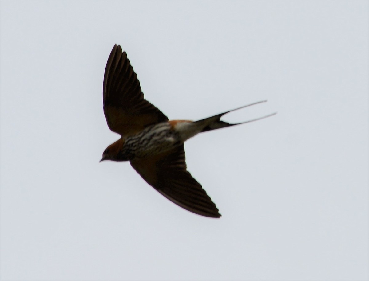 Lesser Striped Swallow - Bertina K