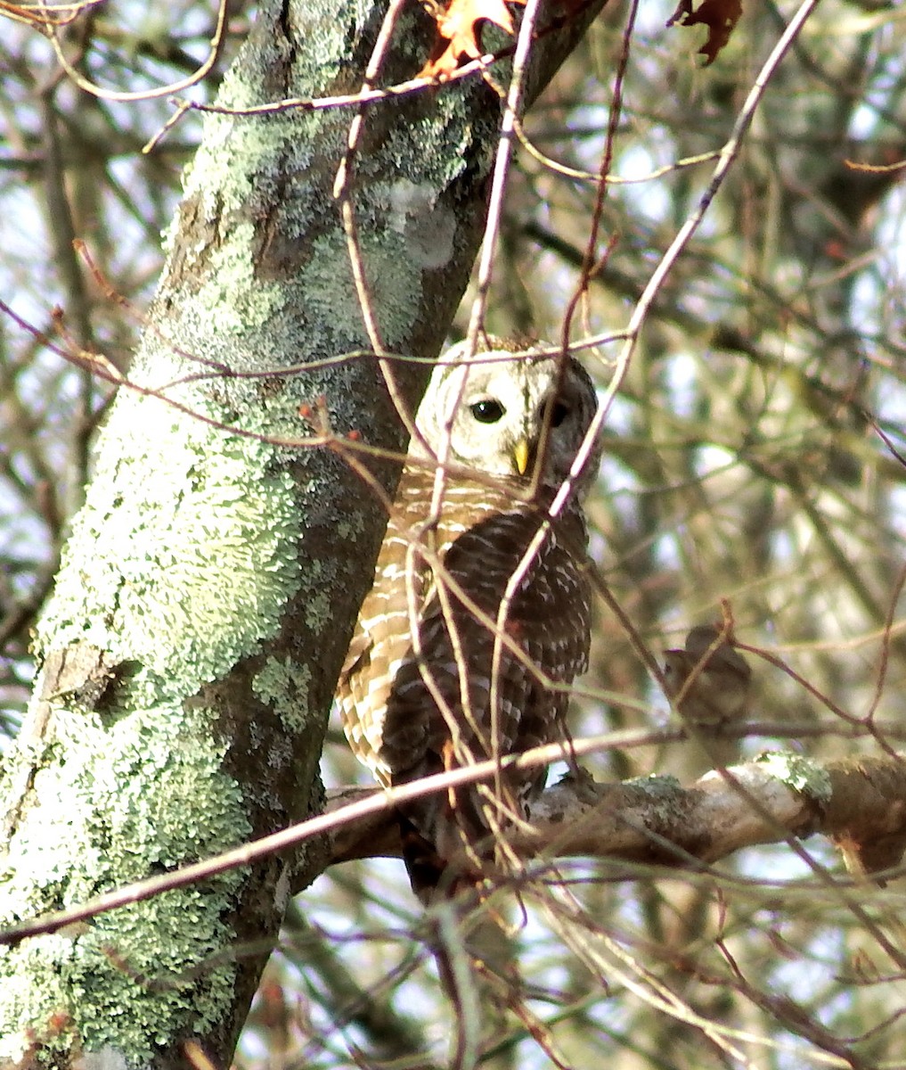 Barred Owl - Deirdre Robinson