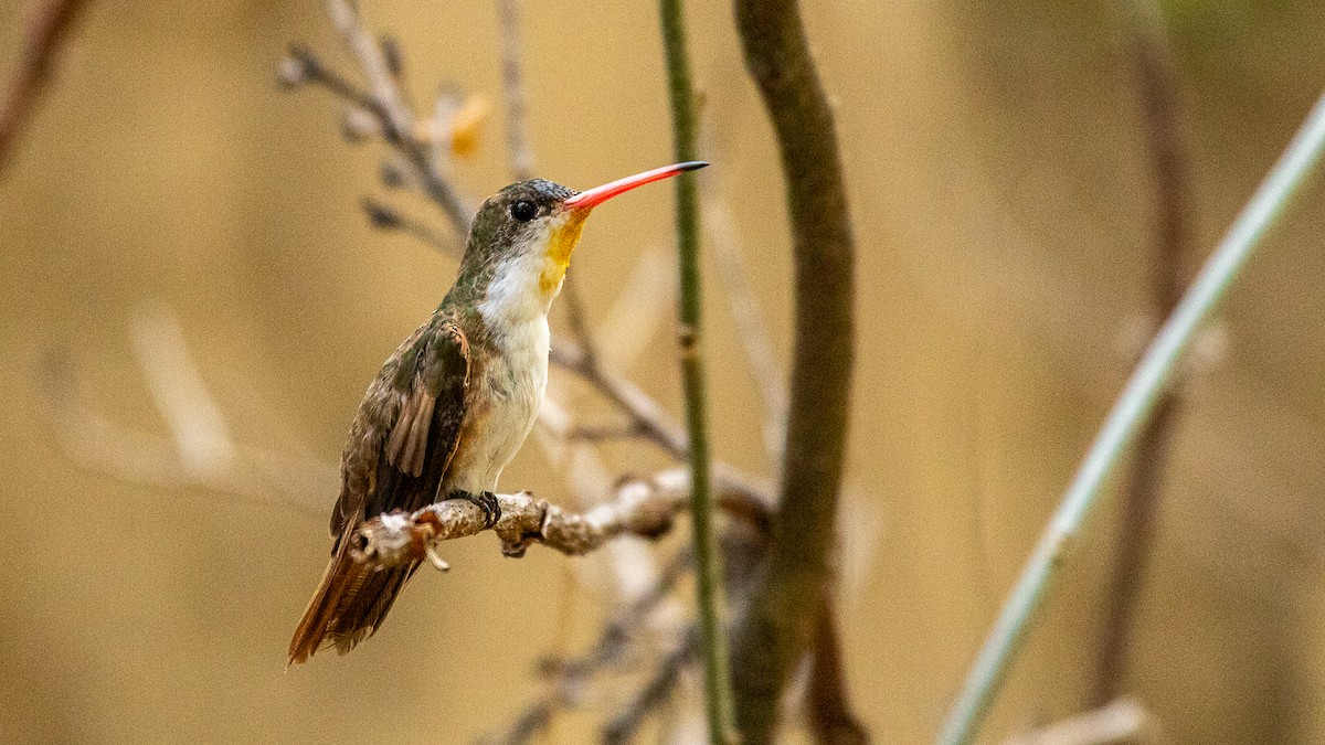 Green-fronted Hummingbird - Aquiles Brinco
