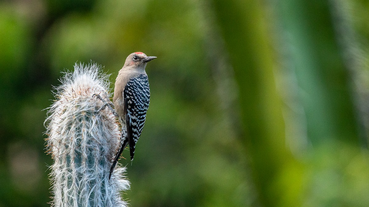 Gray-breasted Woodpecker - ML518639761