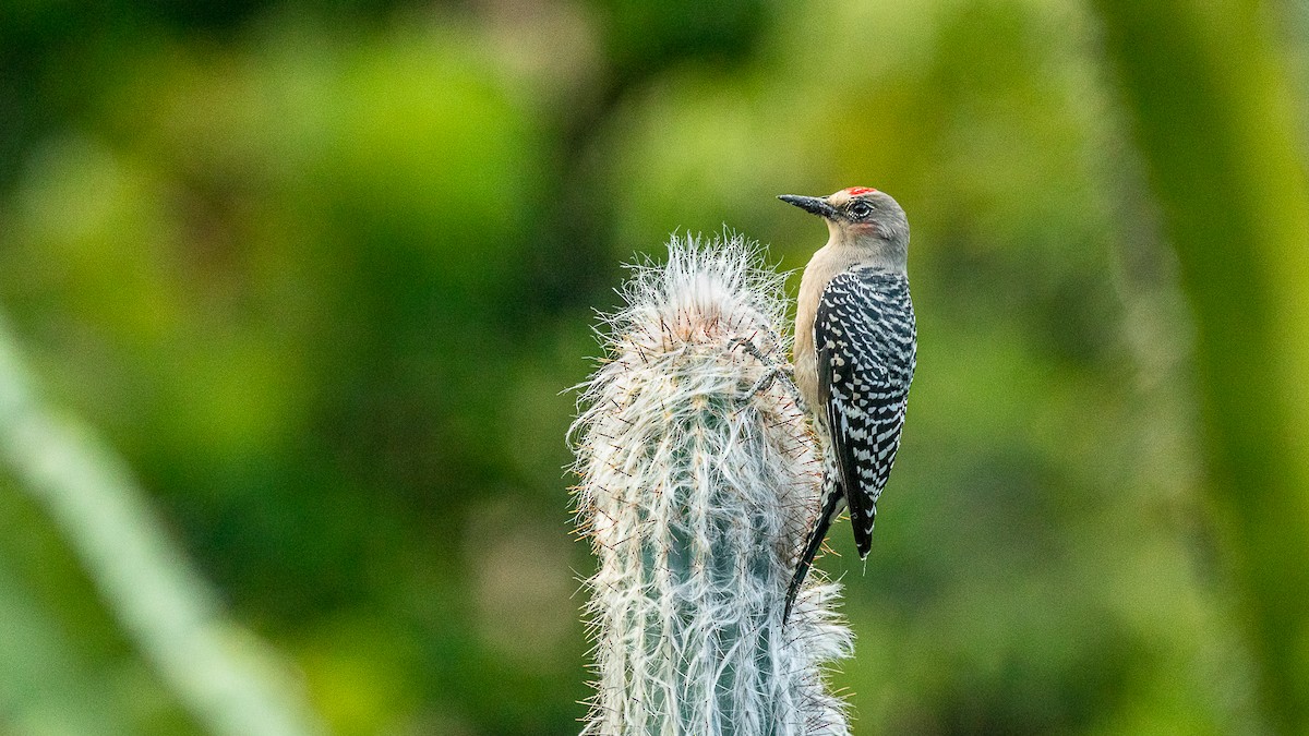Gray-breasted Woodpecker - ML518639771