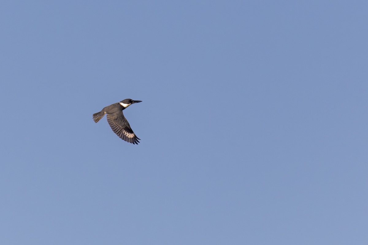Belted Kingfisher - ML518642581