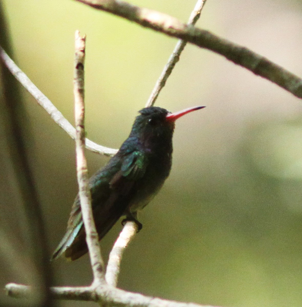 Blue-throated Goldentail - ML518643861