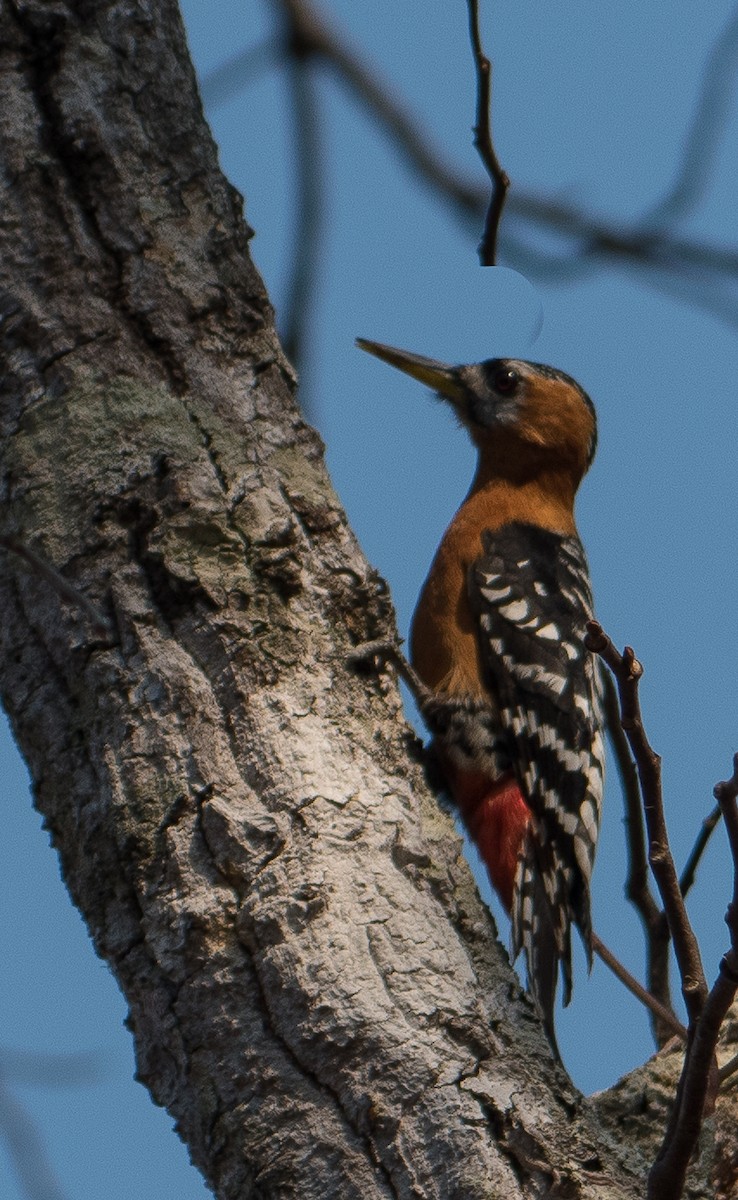Rufous-bellied Woodpecker - ML51864711