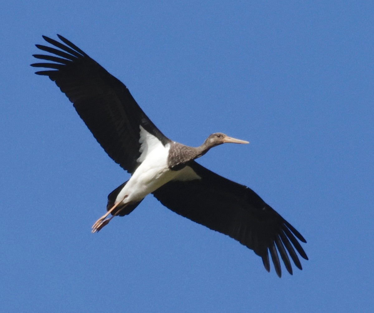 Black Stork - ML518648241