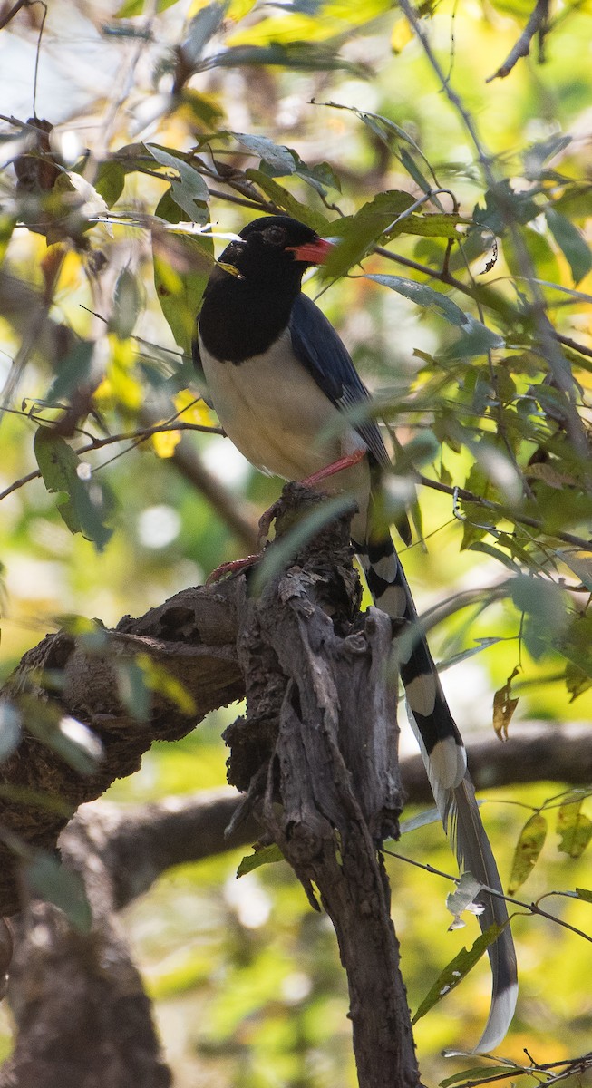 Red-billed Blue-Magpie - Bill Bacon