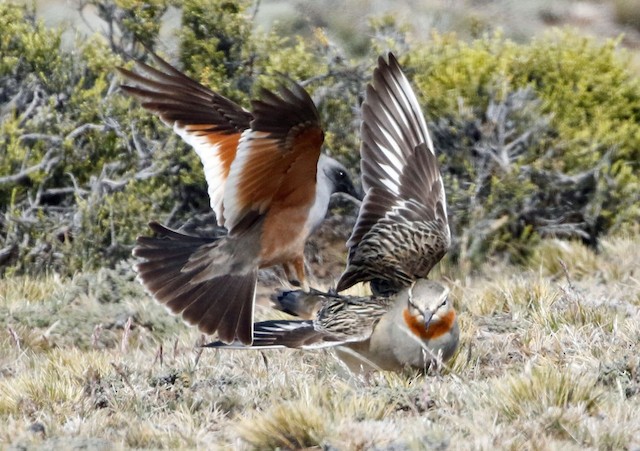 Tawny-throated Dotterel performing broken-wing display while being attacked by a Chocolate-vented Tyrant (<em class="SciName notranslate">Neoxolmis rufiventris</em>) - Chocolate-vented Tyrant - 