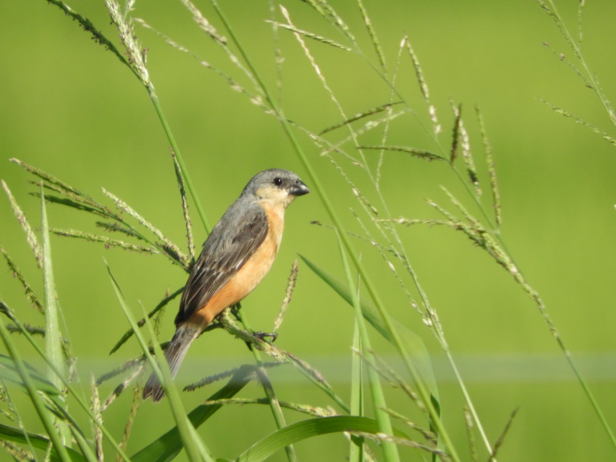 Tawny-bellied Seedeater - ML518652931