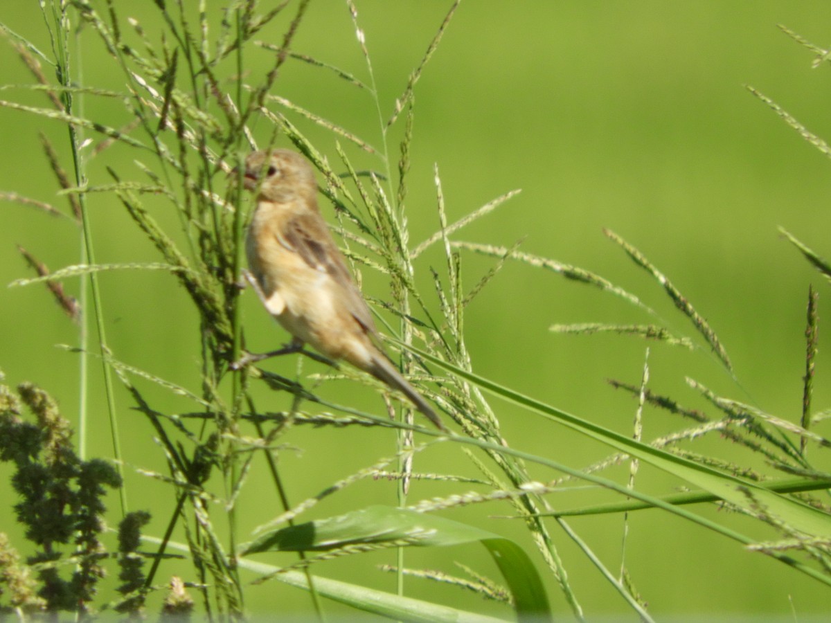 Tawny-bellied Seedeater - ML518652941