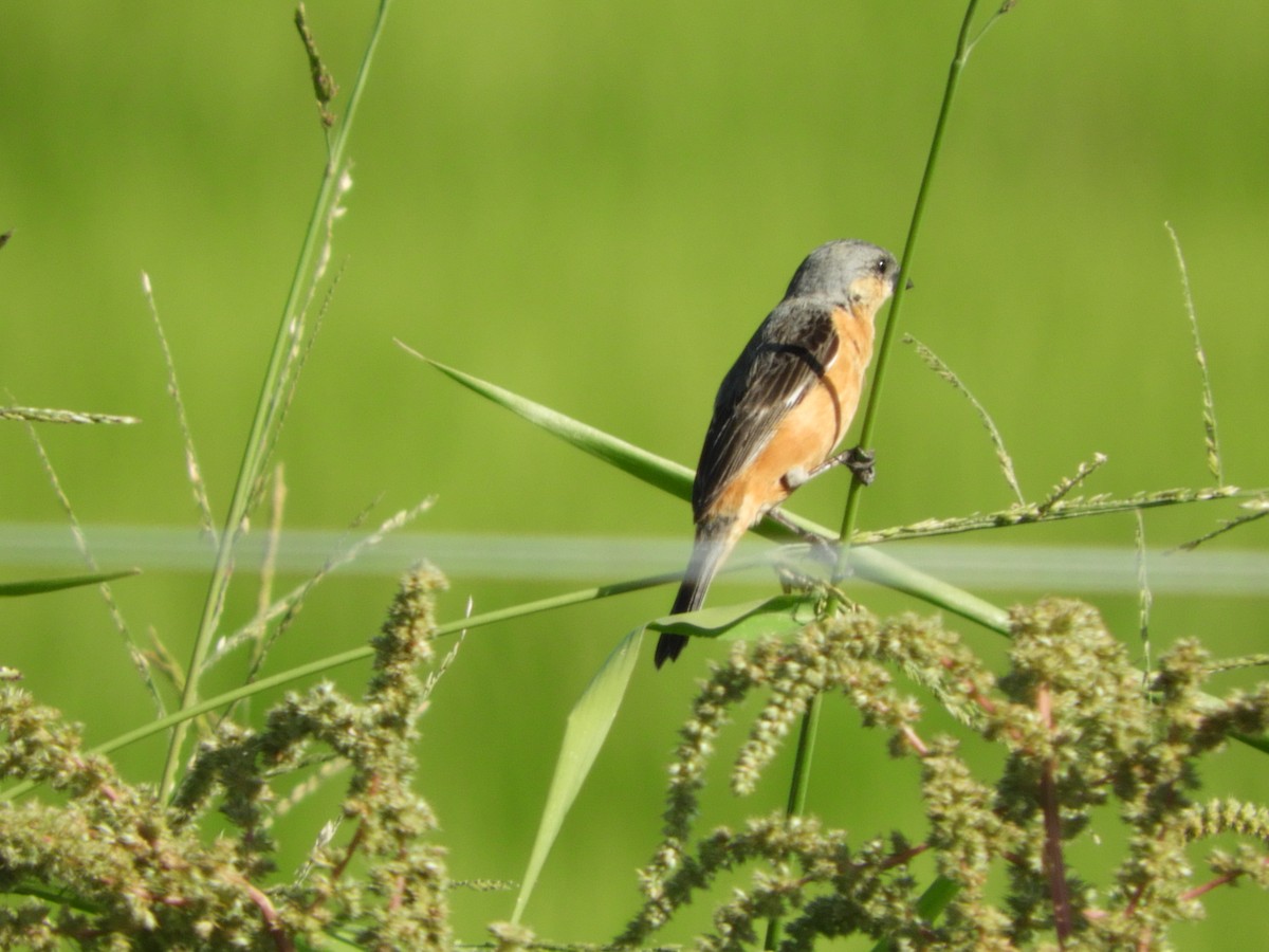 Tawny-bellied Seedeater - ML518652951