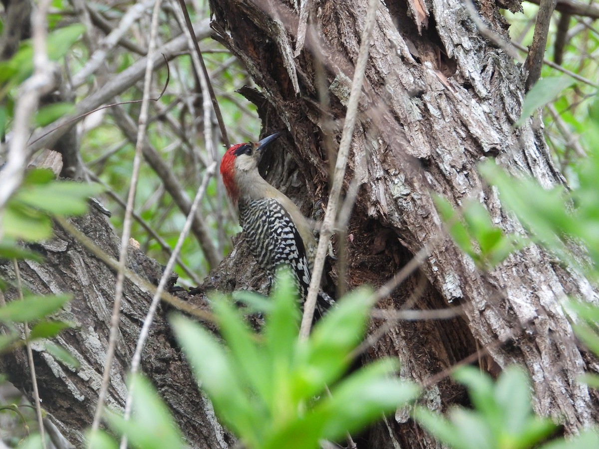 West Indian Woodpecker - ML518659441