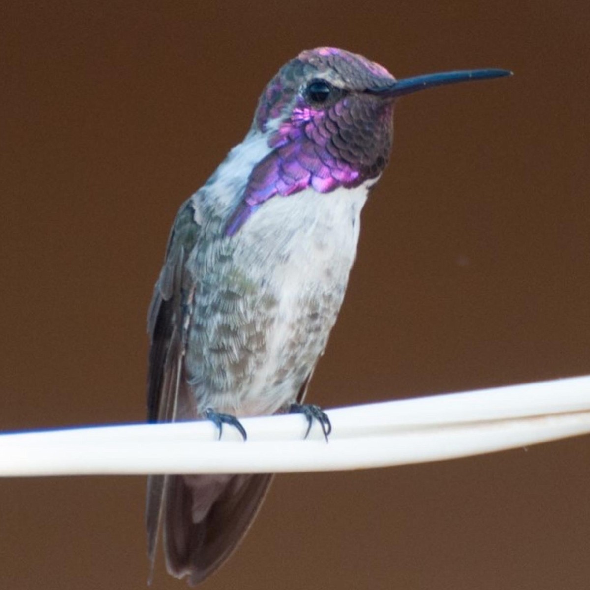 Costa's Hummingbird - ML518662861