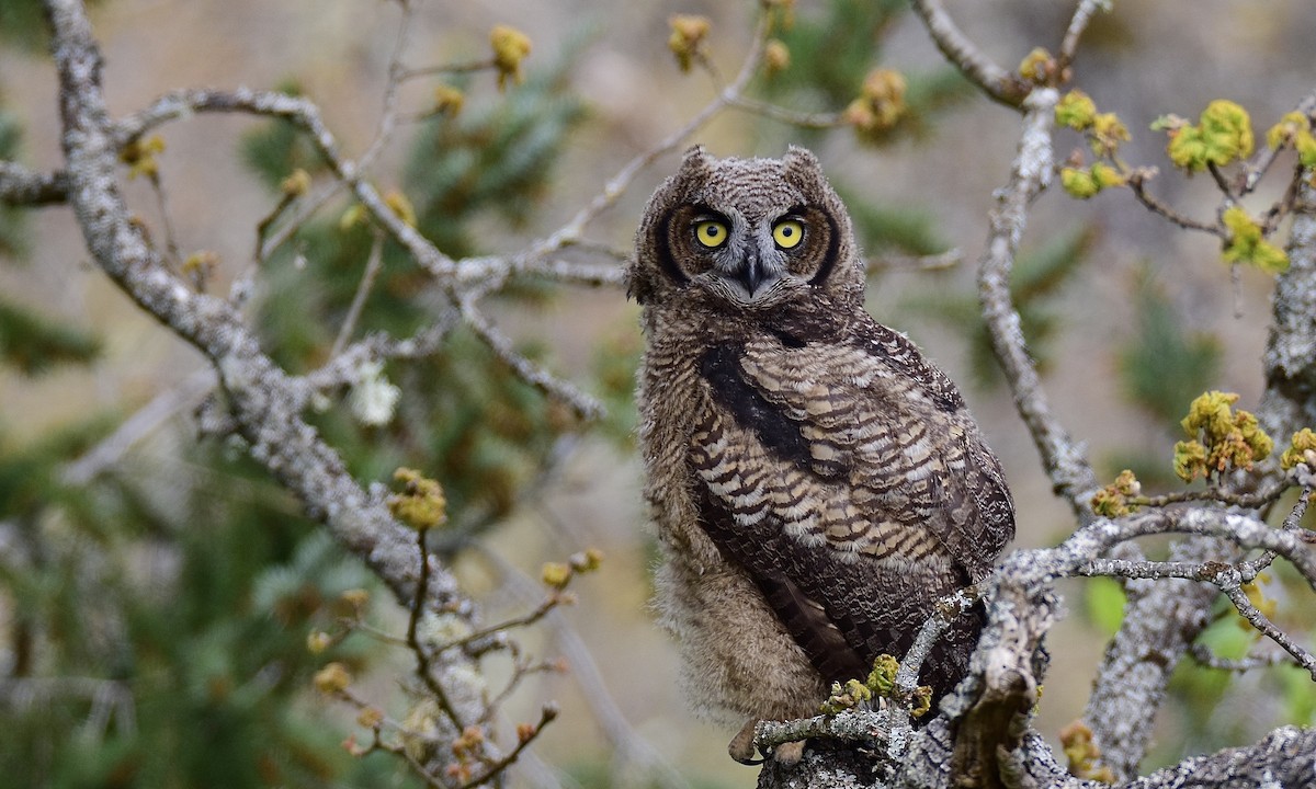 Great Horned Owl - Nick  Park