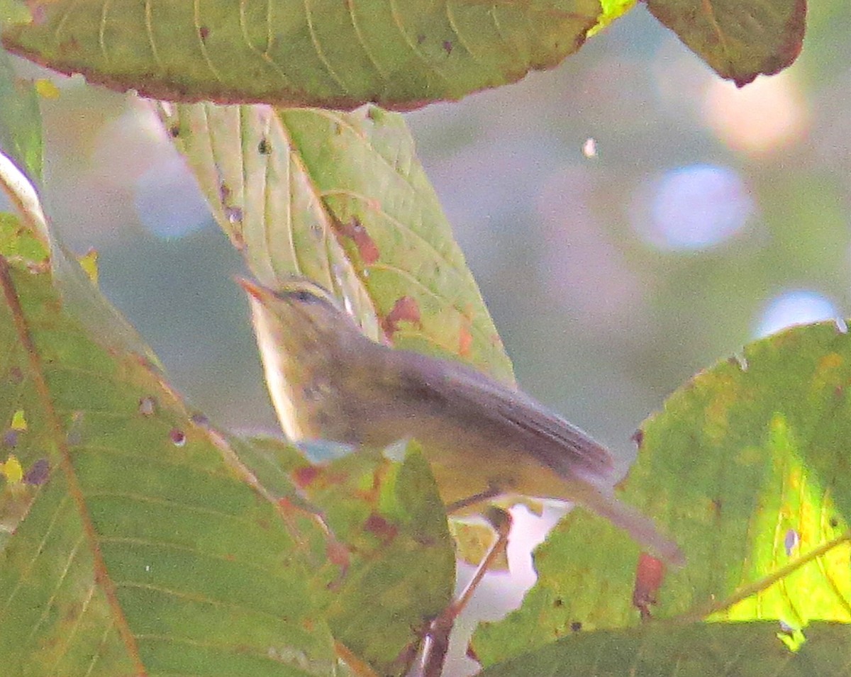 Tickell's Leaf Warbler (Tickell's) - Prayut Mandal
