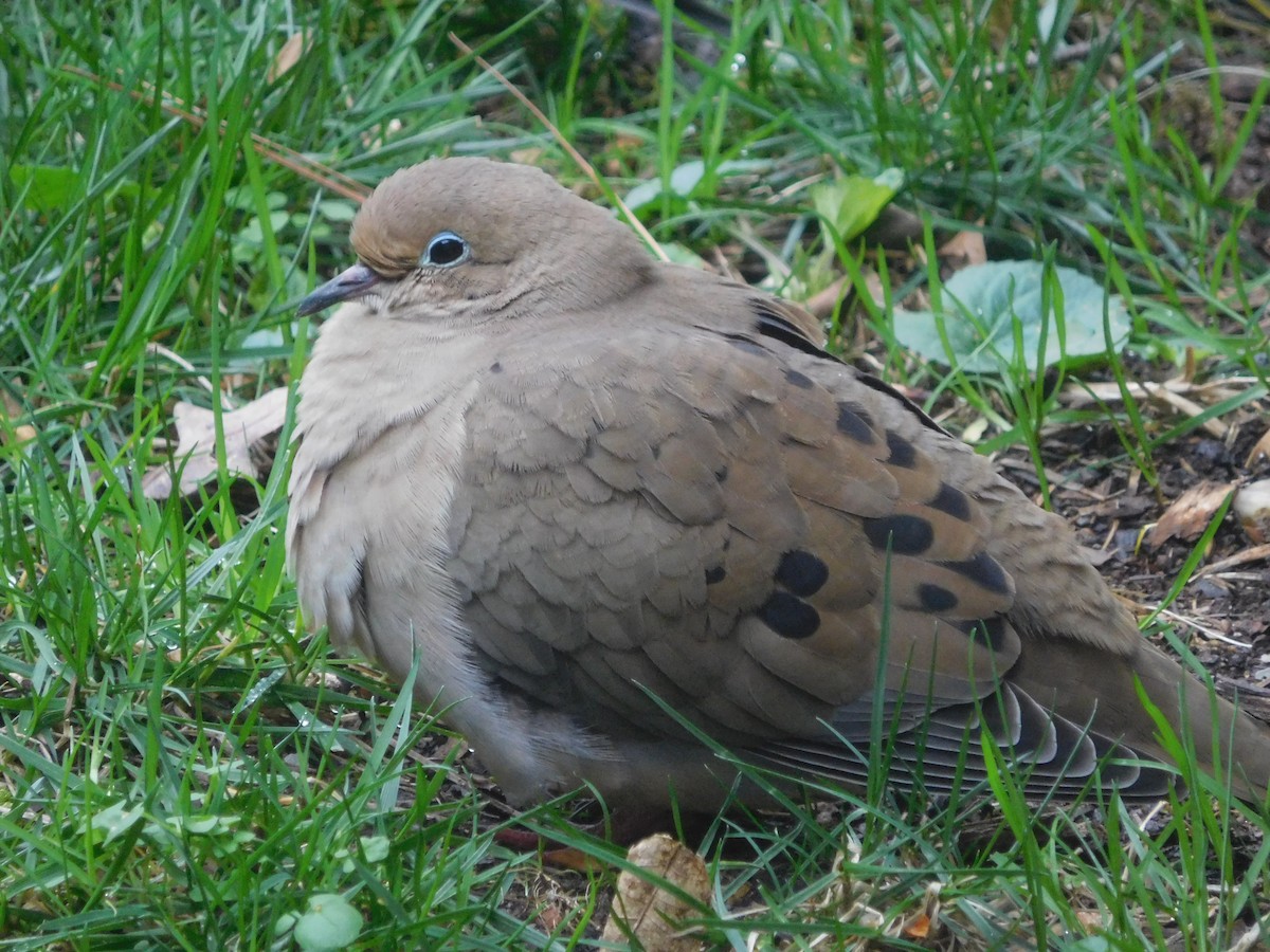 Mourning Dove - Eric Cormier