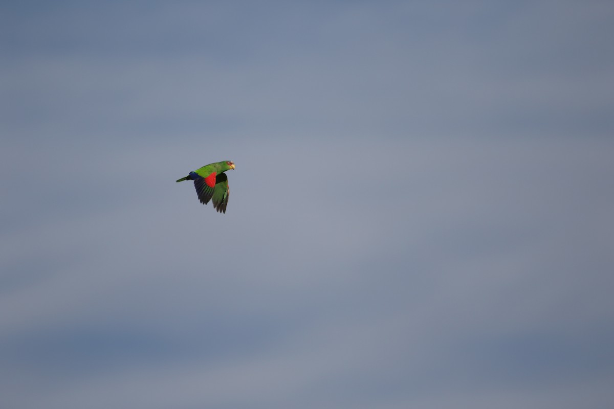 White-fronted Parrot - ML518665991
