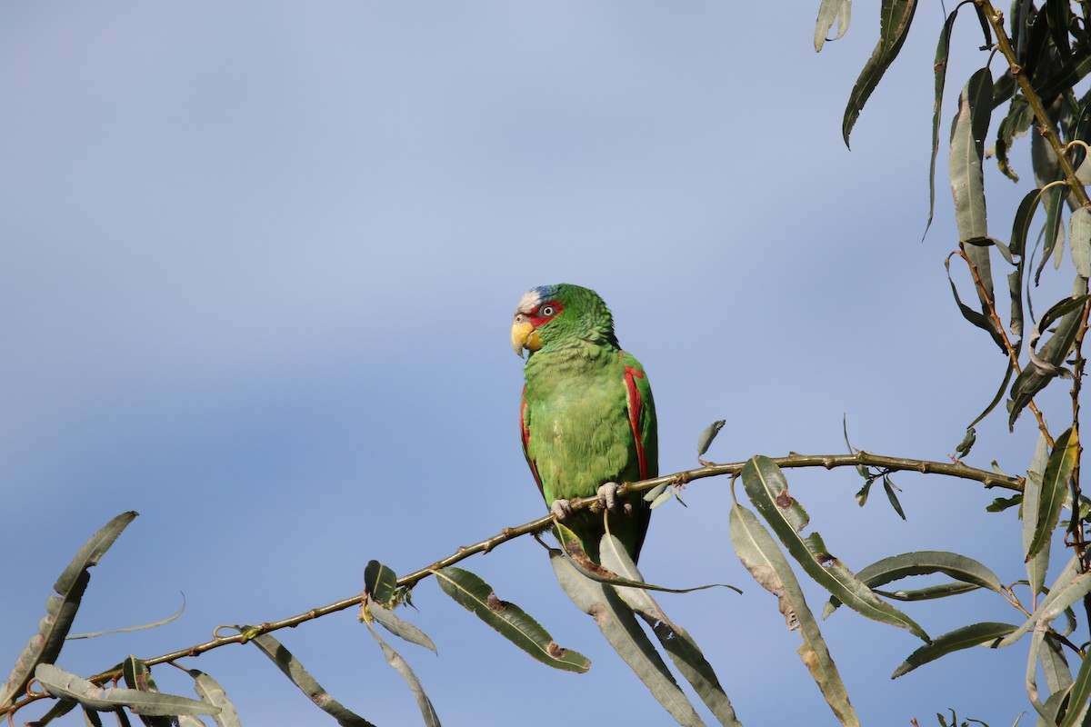 White-fronted Parrot - ML518666151