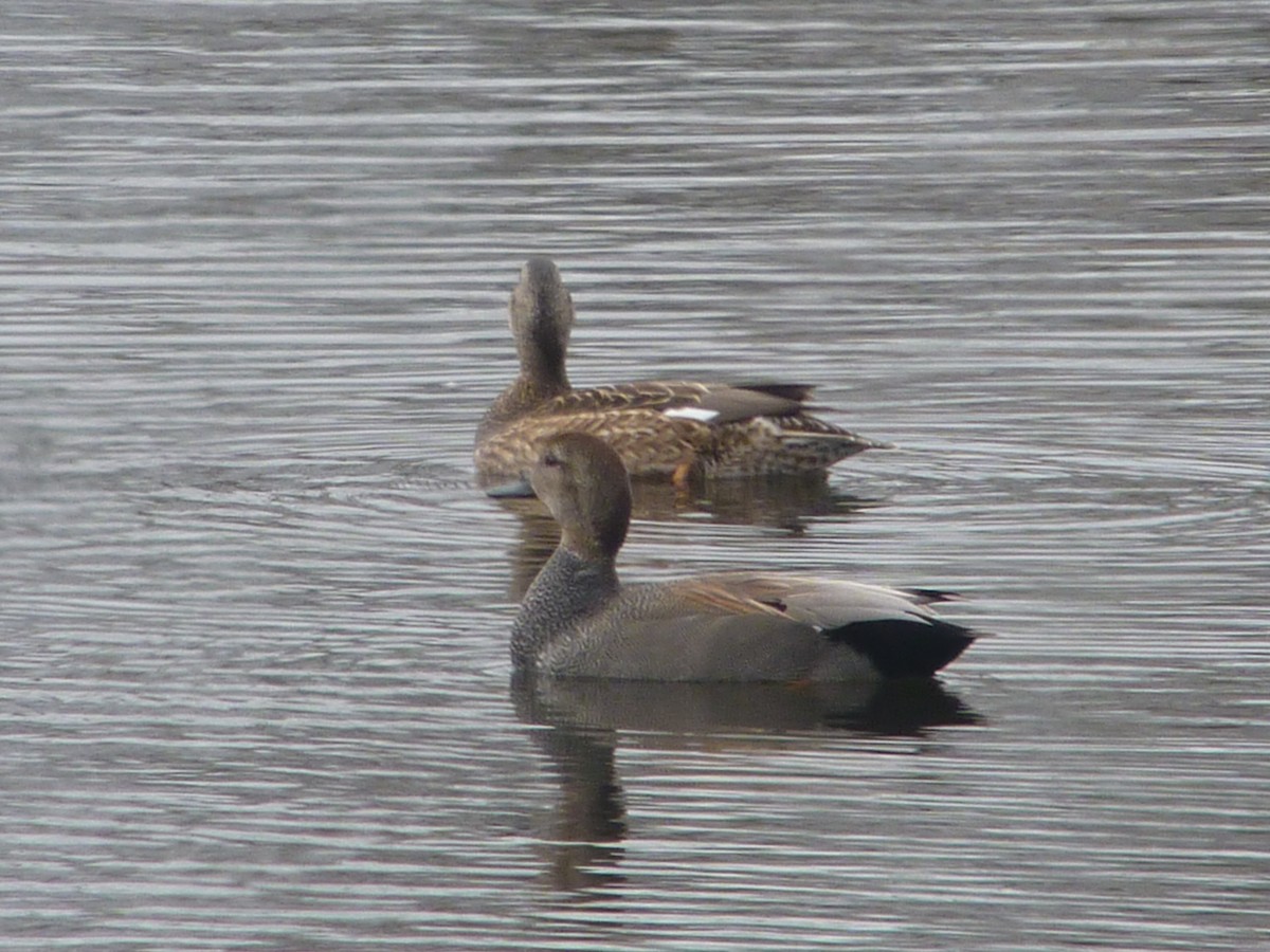 Gadwall - Marvin and Janet Medelko