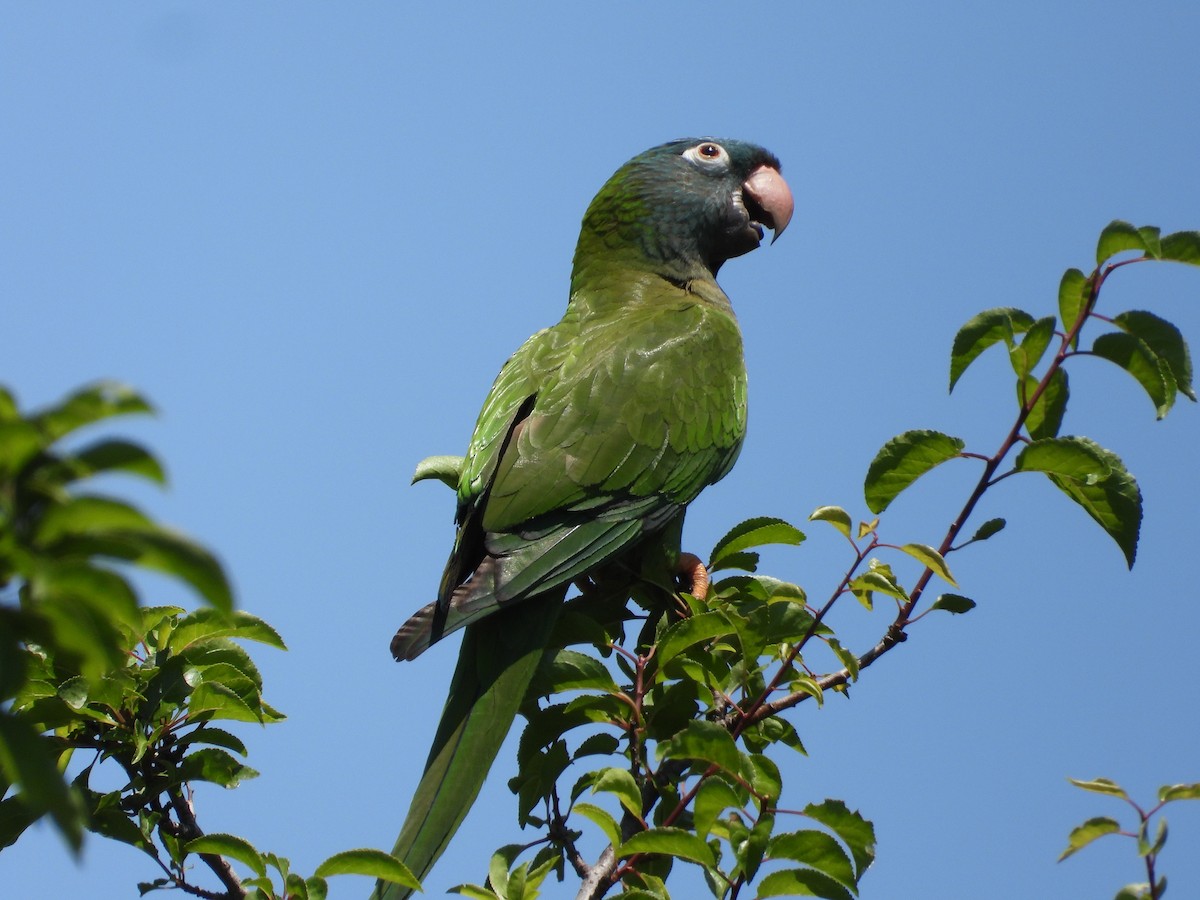 Blue-crowned Parakeet - ML518676091