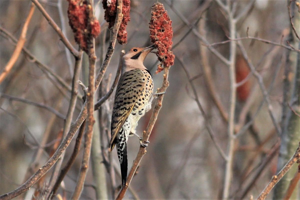 Northern Flicker (Yellow-shafted) - ML518678111