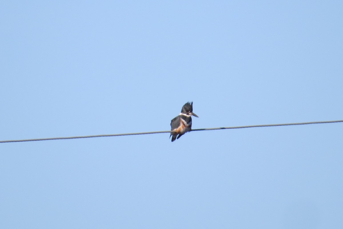 Belted Kingfisher - ML518682491