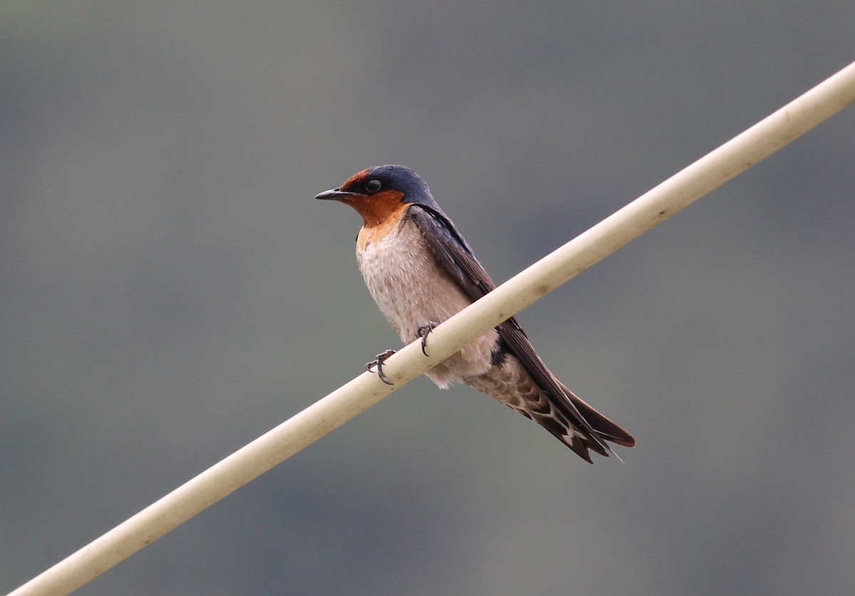 Pacific Swallow - ML51868301