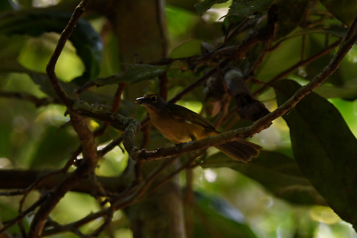 Fulvous-crested Tanager - ML518683101