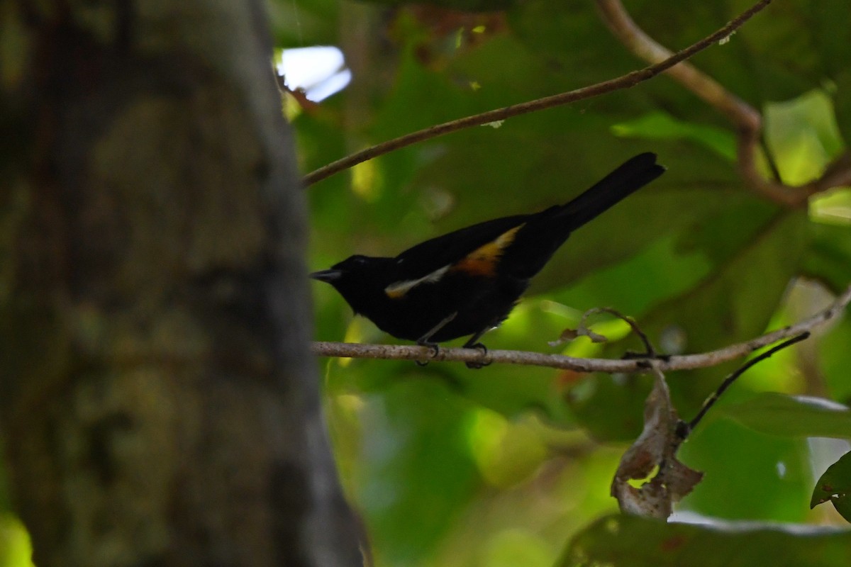 Fulvous-crested Tanager - ML518683131