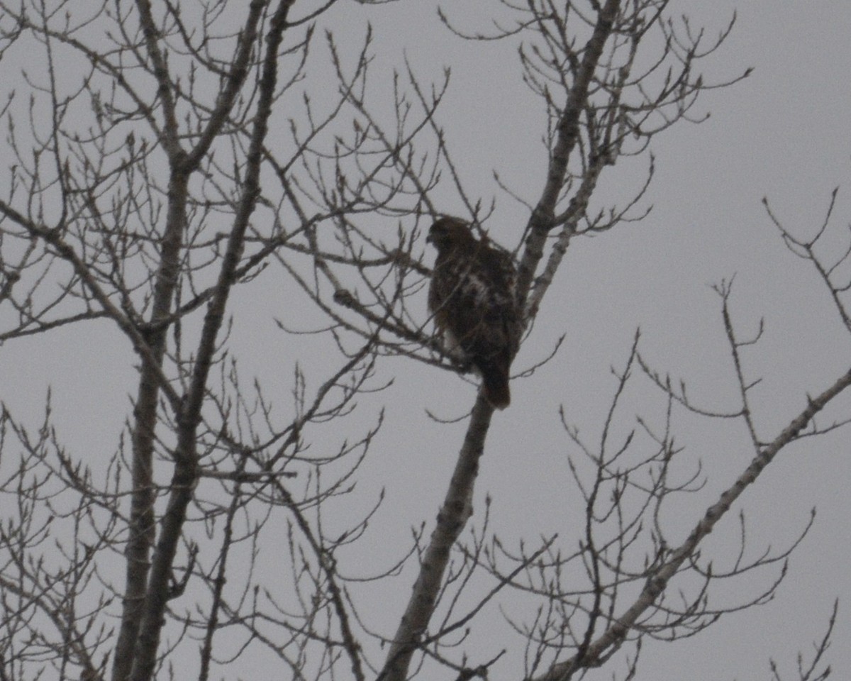 eBird Checklist - 31 Dec 2022 - Lay Rd and Old Schoolhouse Rd. - 2 species