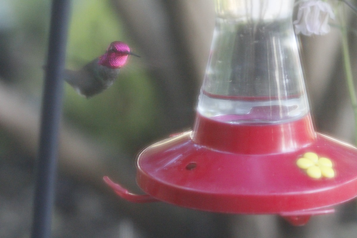 Anna's Hummingbird - ML518692811