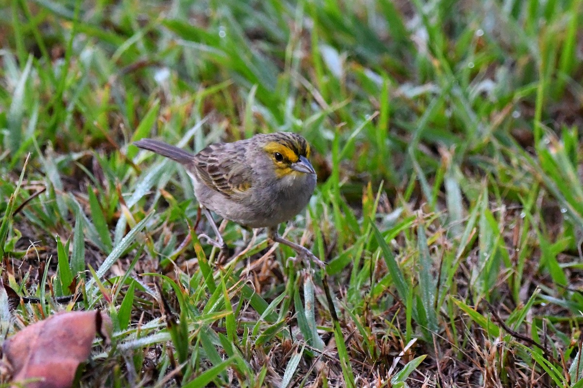 Yellow-browed Sparrow - ML518694091