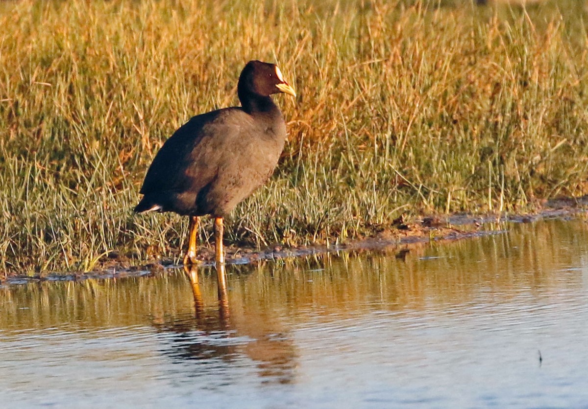 Red-gartered Coot - ML518696281