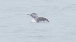 Red-throated Loon - ML51870131