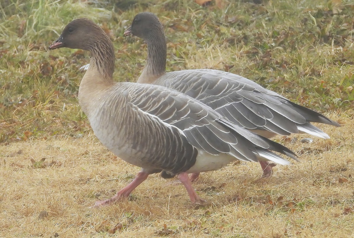 Pink-footed Goose - ML518703661