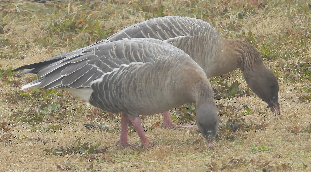 Pink-footed Goose - ML518703741