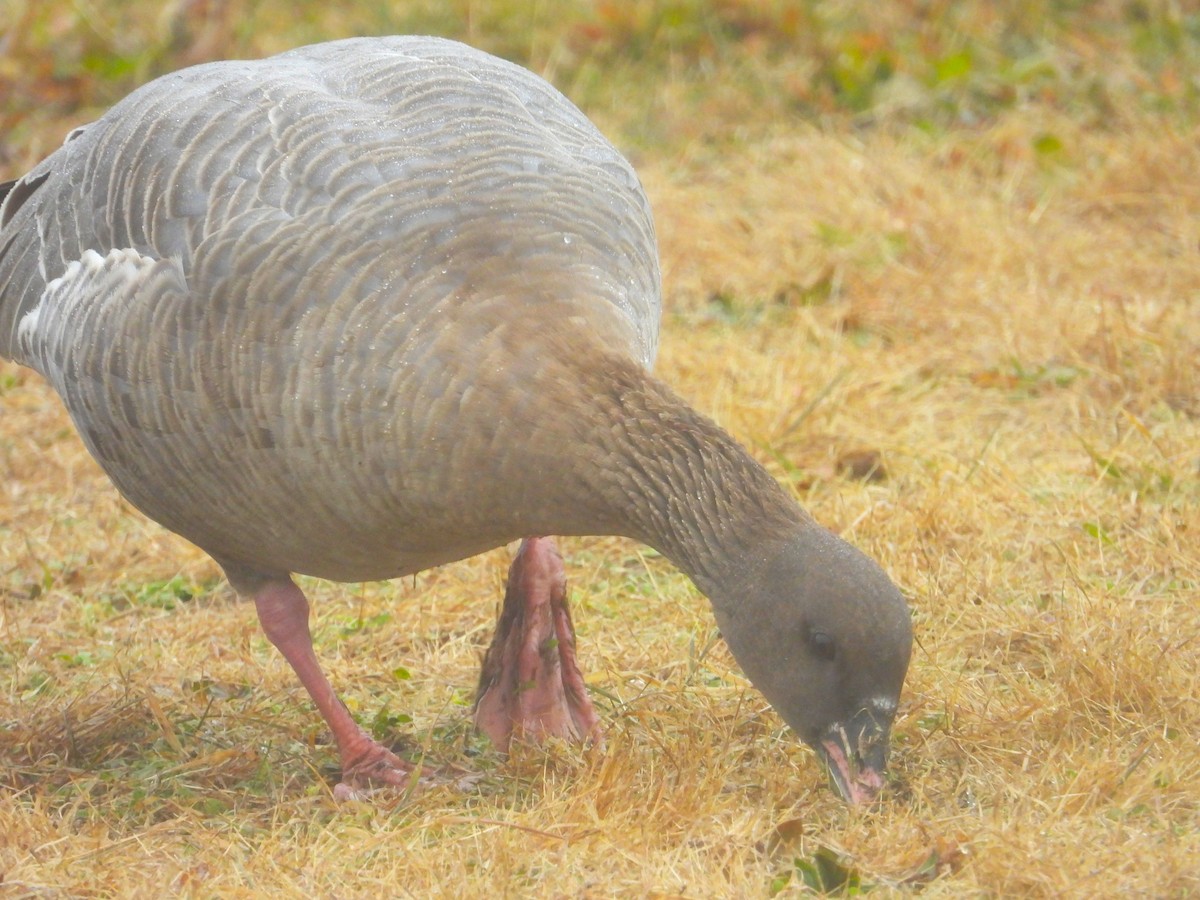 Pink-footed Goose - ML518703811