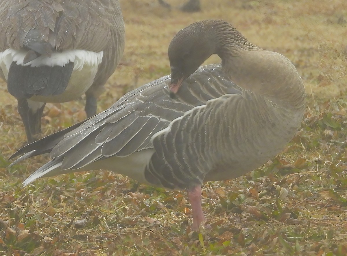 Pink-footed Goose - ML518703951