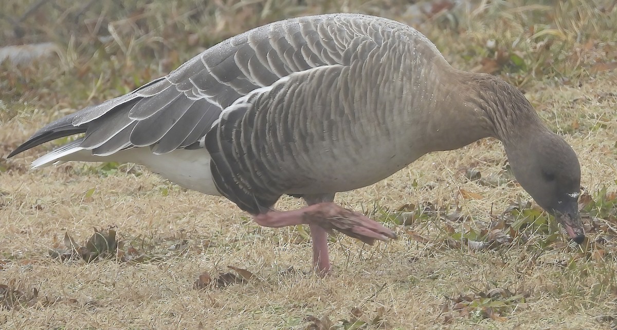 Pink-footed Goose - ML518703971