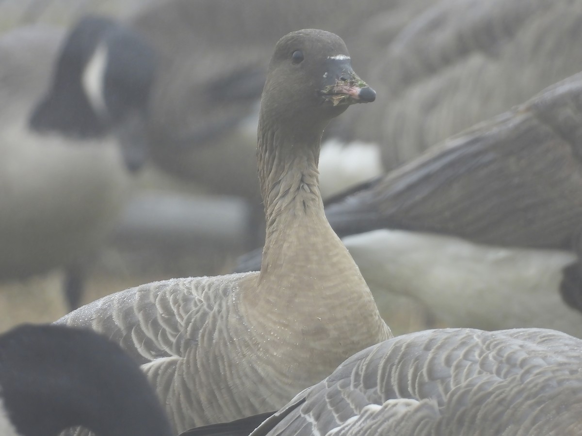 Pink-footed Goose - ML518704041