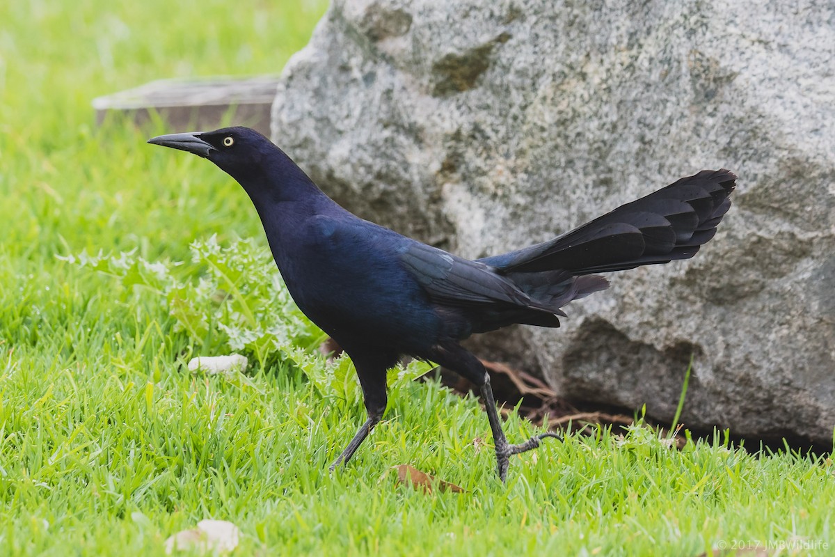 Great-tailed Grackle - Jeff Bray