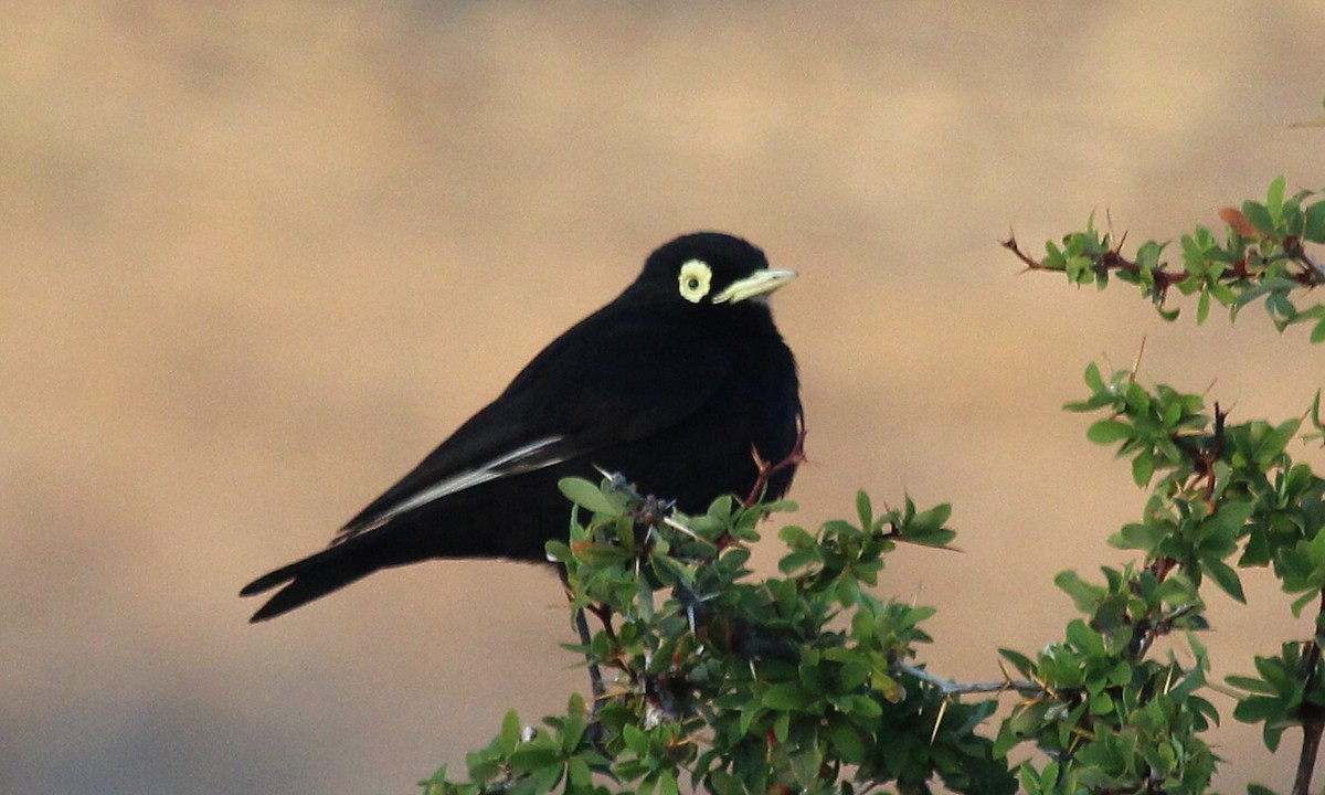 Spectacled Tyrant - ML518706371