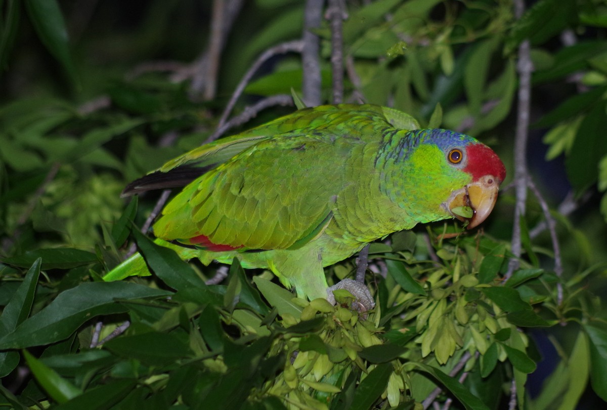 Red-crowned Parrot - ML51871021