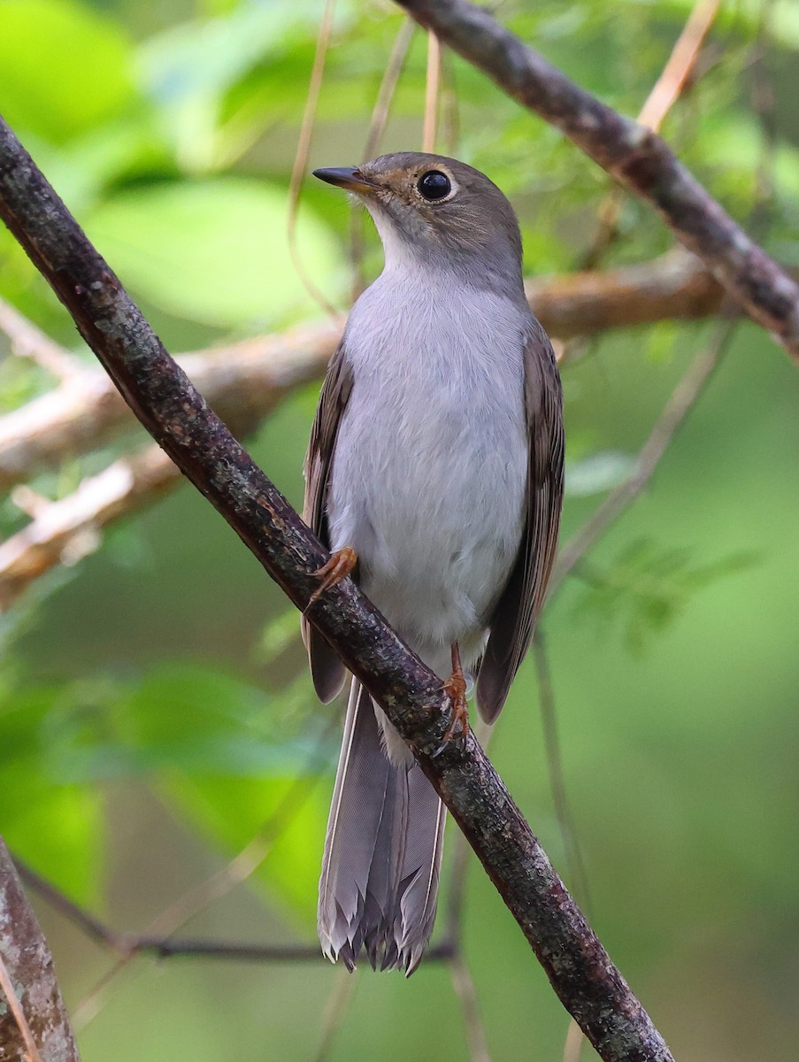 Ebird Checklist Dec Maravillas De Vinales Ecological Trail Species