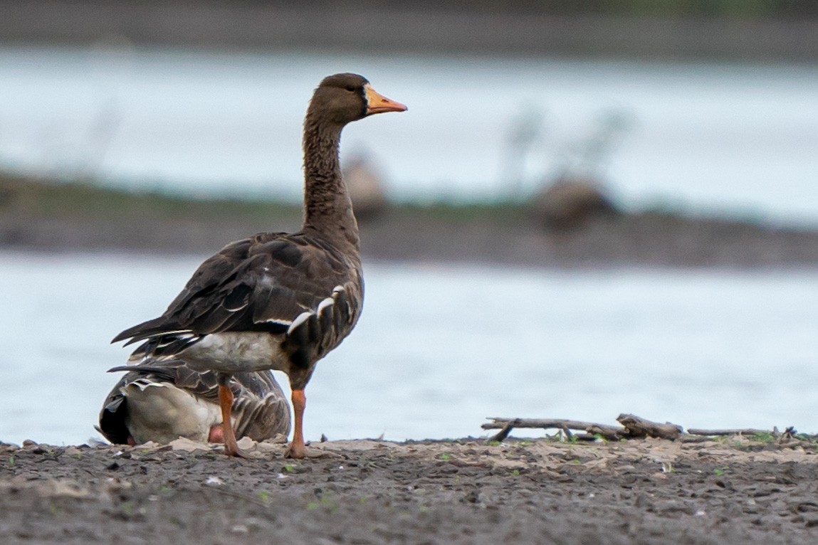 Greater White-fronted Goose - ML518716151