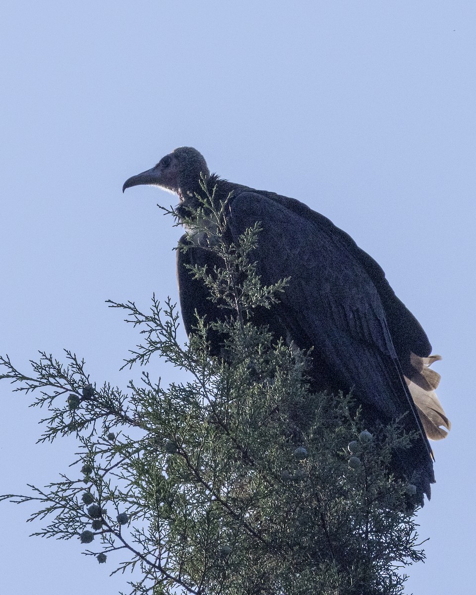 Hooded Vulture - ML518717021
