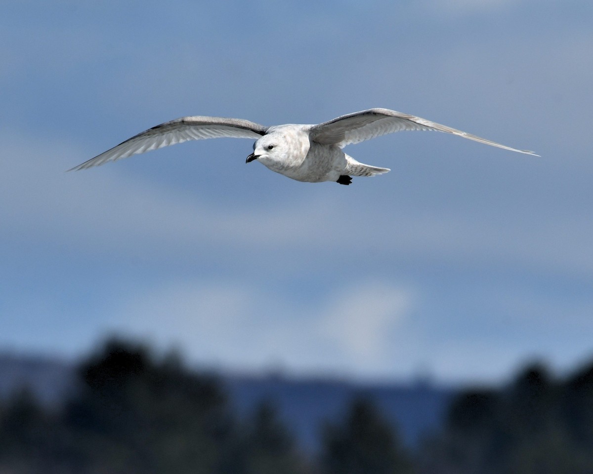 Iceland Gull (kumlieni/glaucoides) - Dorrie Holmes