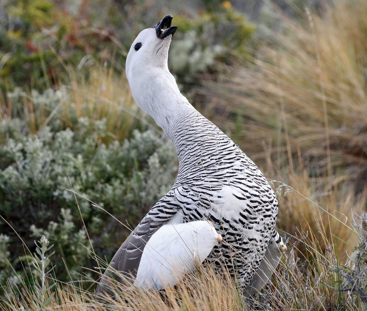 Upland Goose (Bar-breasted) - ML518721191